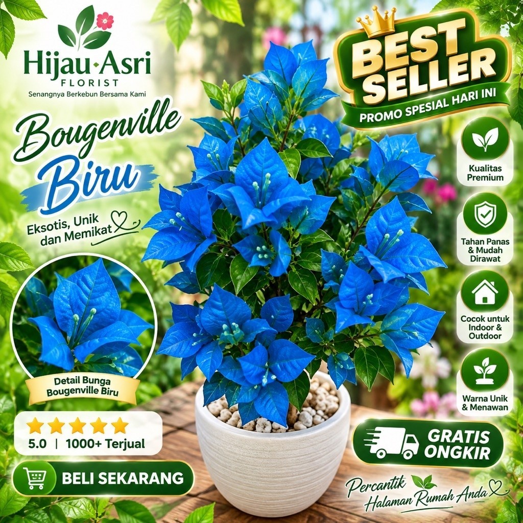 Tanaman Hias Bugenvil Bunga Biru | Tanaman Bugenvil Bunga Kertas