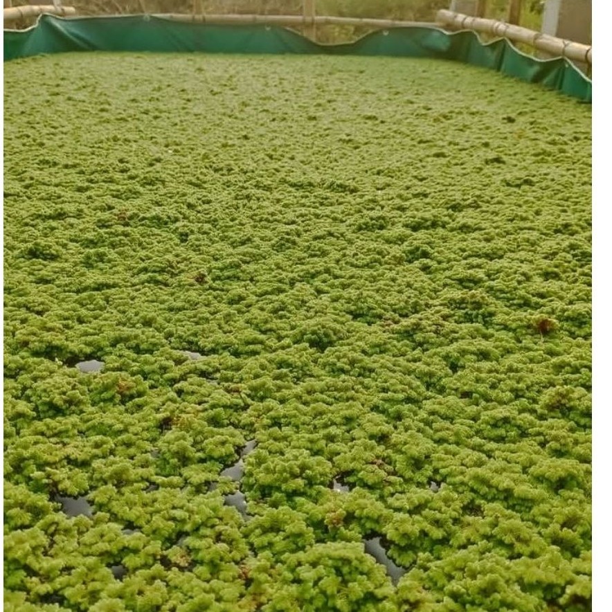Azolla 1 kg