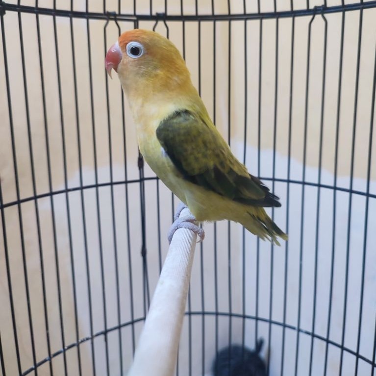 lovebird biola PB euwing betina