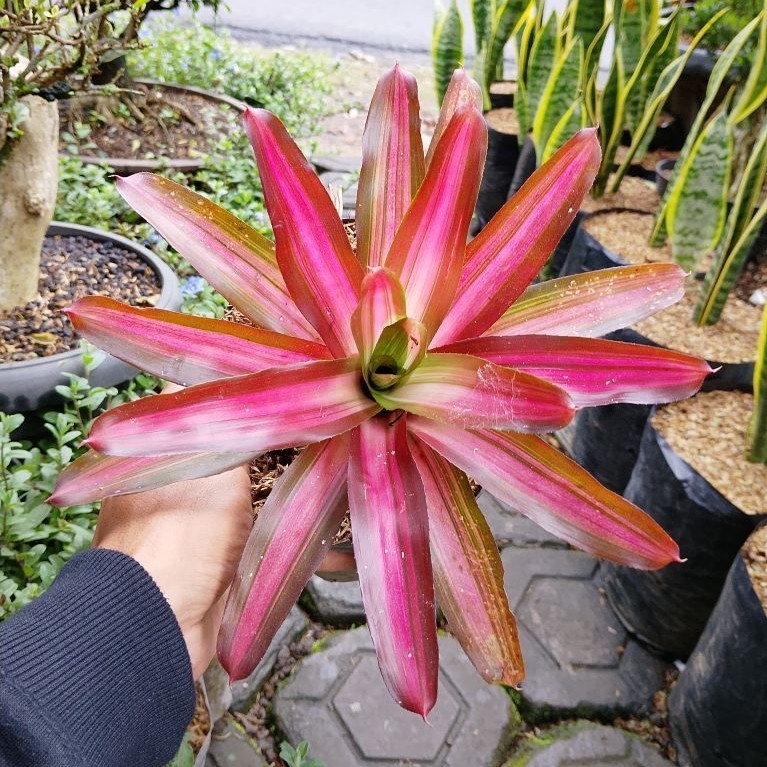 Tanaman Hias Bromelia Merah Tricolor