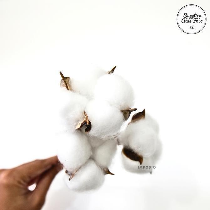 Ready SAF Bunga Kapas Kering Cotton Flower | properti foto estetik kesan rustic minimalis | dekorasi