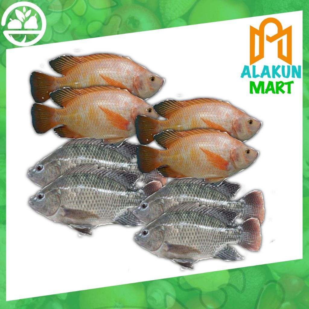 Ikan Nila Segar fresh 1 kg  Tersedia Hitam dan Merah alakunmart instan bogor
