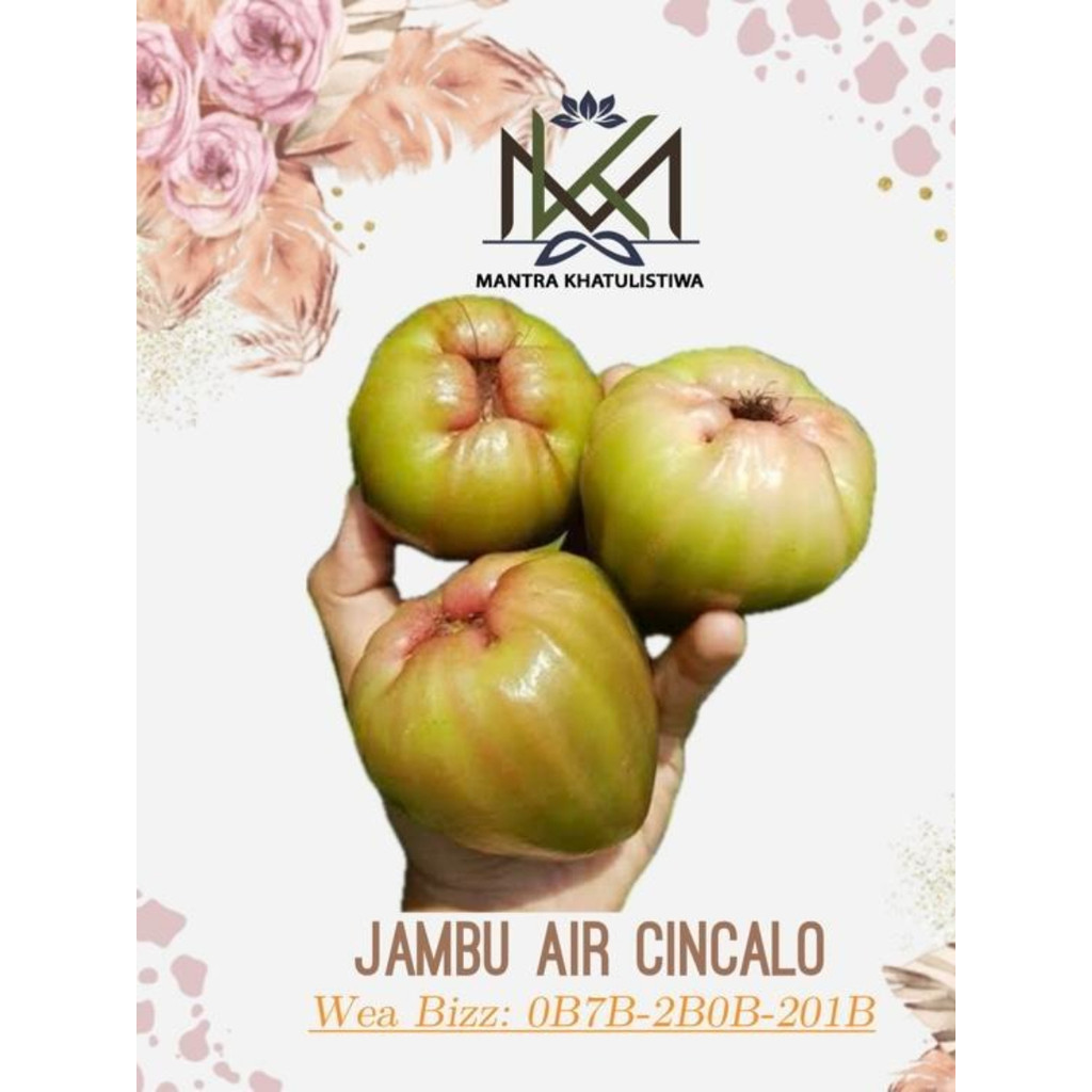 JAMBU CINCALO MANIS FRESH JAMBU AIR CINCALO MANIS