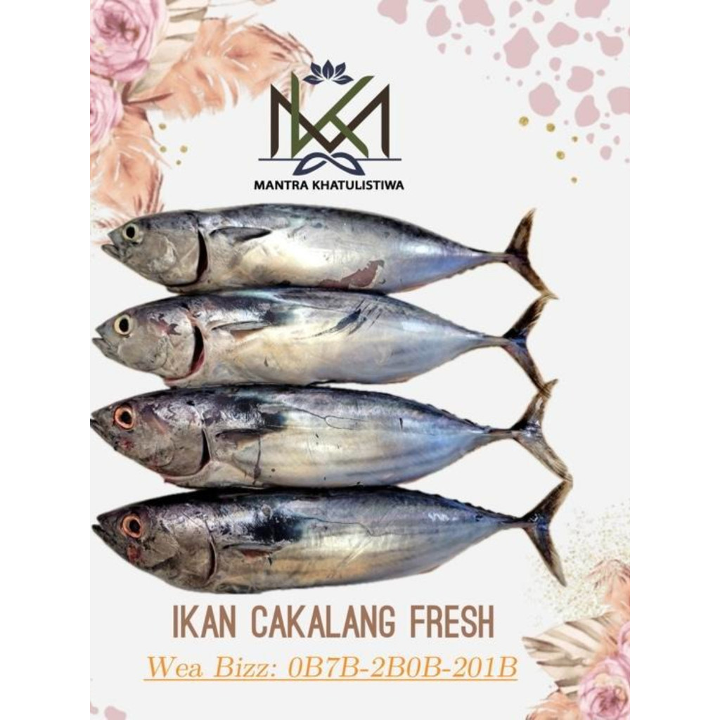 IKAN CAKALANG FRESH IKAN SEGAR IKAN LAUT CAKALANG IKAN CAKALANG SEGAR