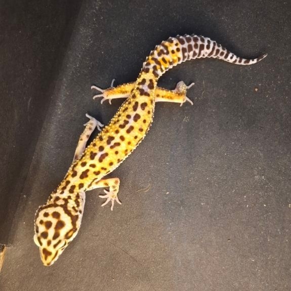 Leopard Gecko Female - Tangerine Black Night Cross ph Tremper - Usia Dewasa Adult Betina Sehat Mulus