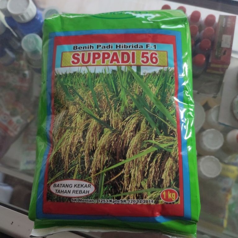 Benih Hibrida Supadi 56