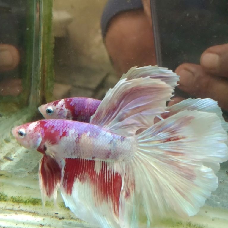 ikan cupang hias aquarium HM barongsai size L