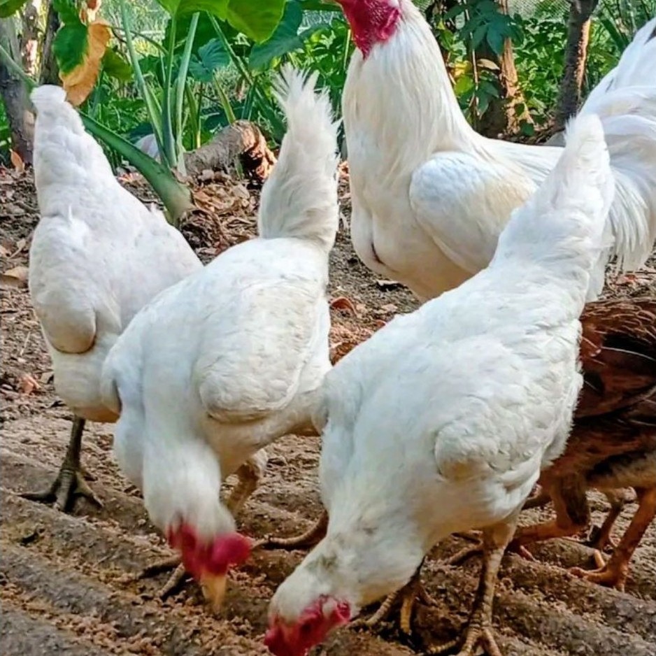 sepasang ayam kampung putih 7bulan