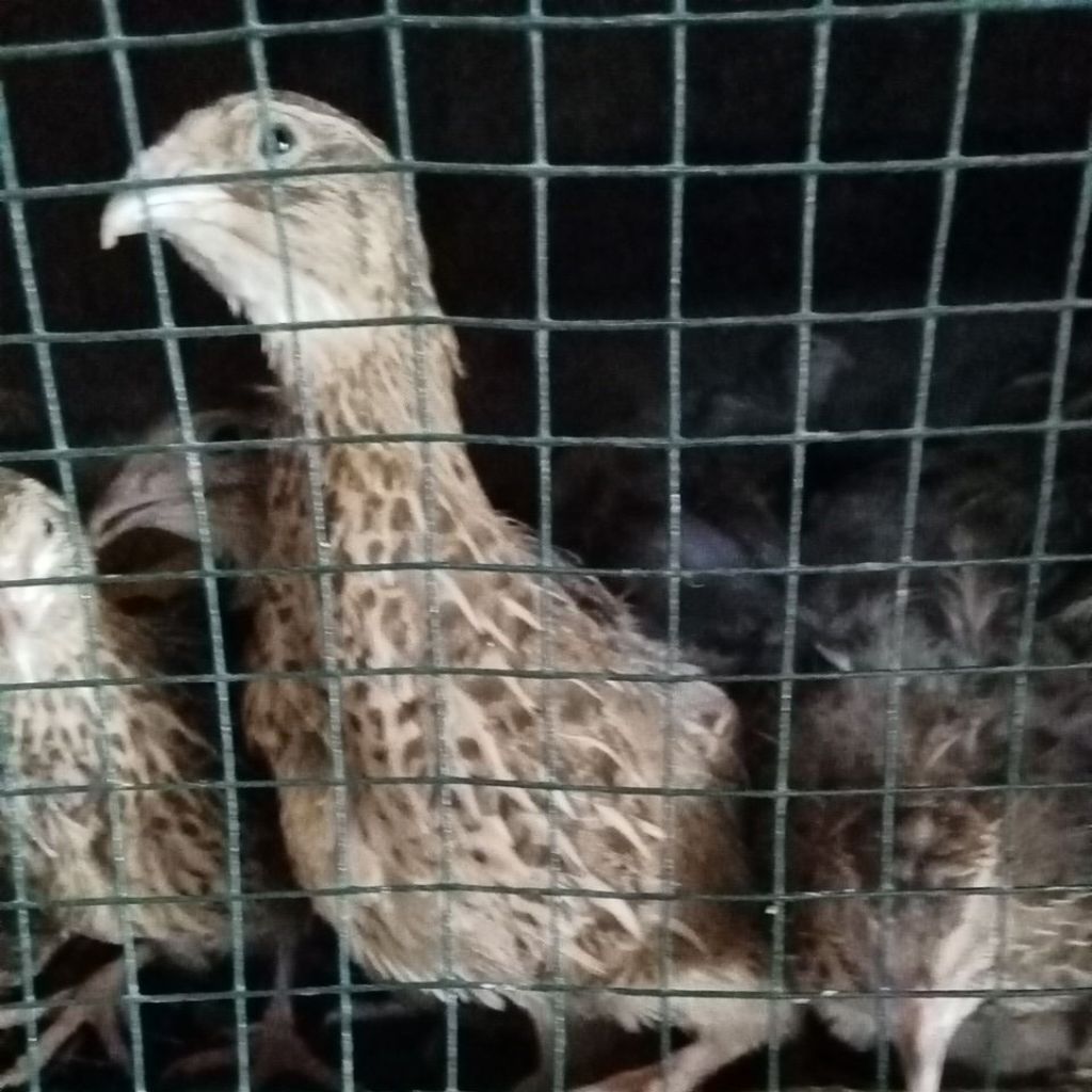 burung puyuh betina produksi