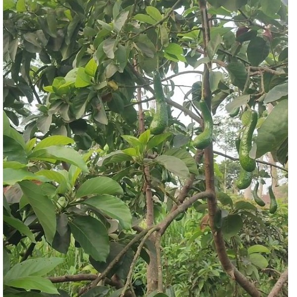 Bibit Alpukat Sab 034
