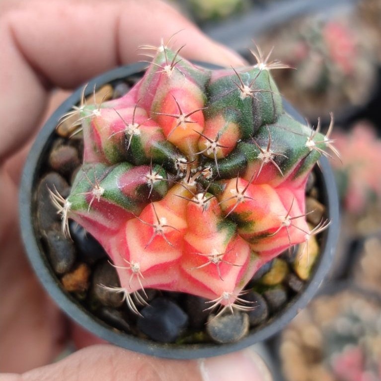 miha new hybrid varigata seedling cakep