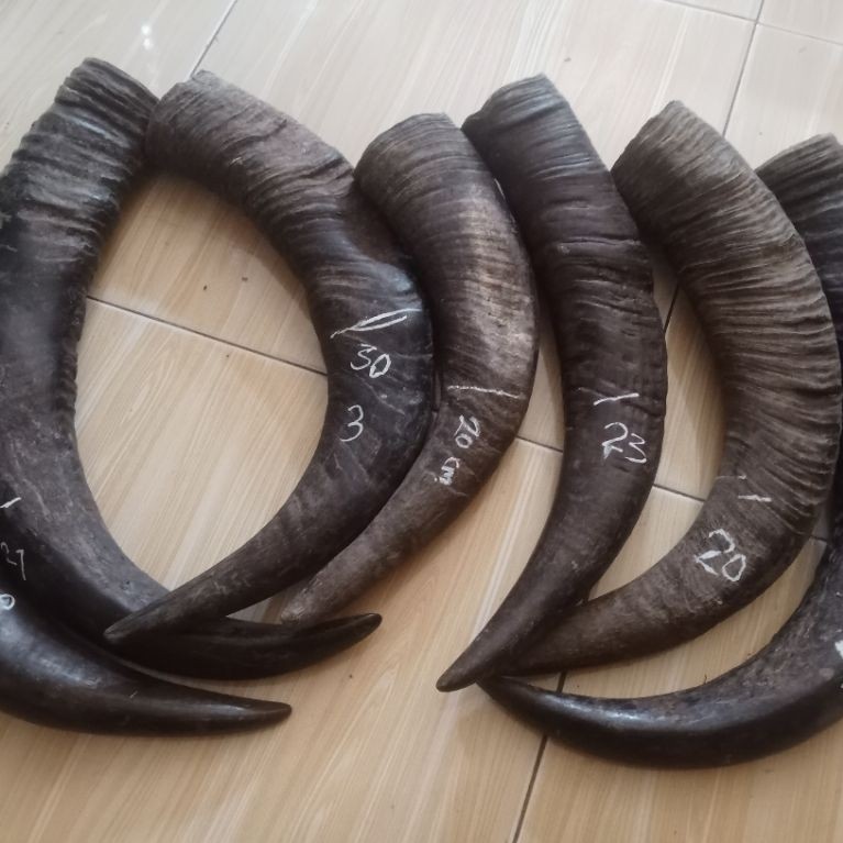 Tanduk kerbau hitam padat