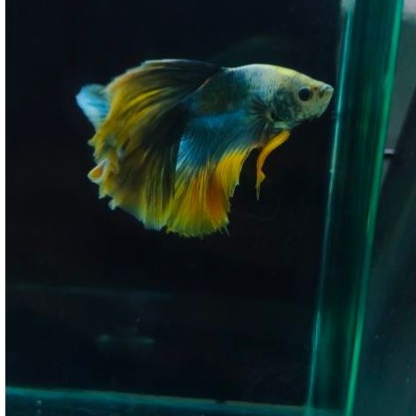 betta