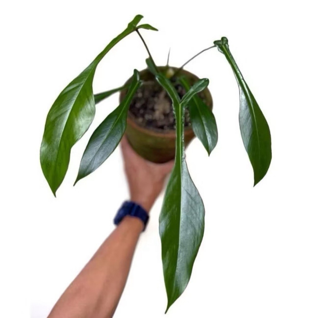 Philodendron Joepii Real Pict