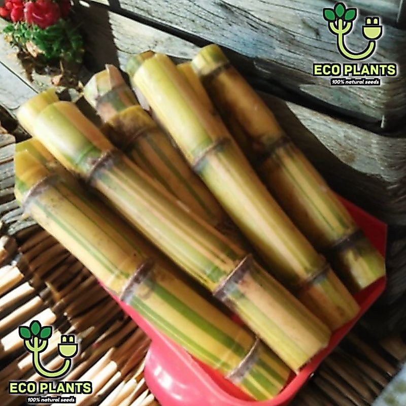 Tebu Kuning Manis 1kg Fresh / Tebu Kuning Konsumsi / Bibit Tebu Kuning