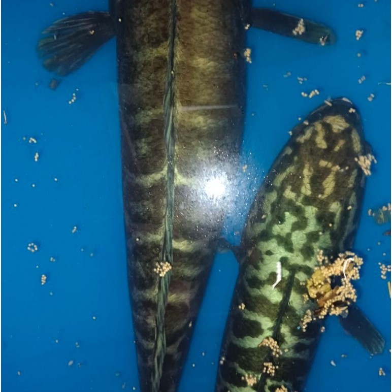 (HEAMAT) TOMAN GOBLIN IJO 18-19cm isi 1