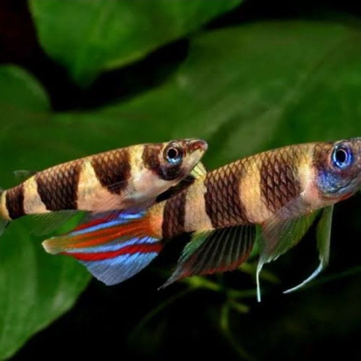 Clown killifish - epiplatys annulatus - ikan roket