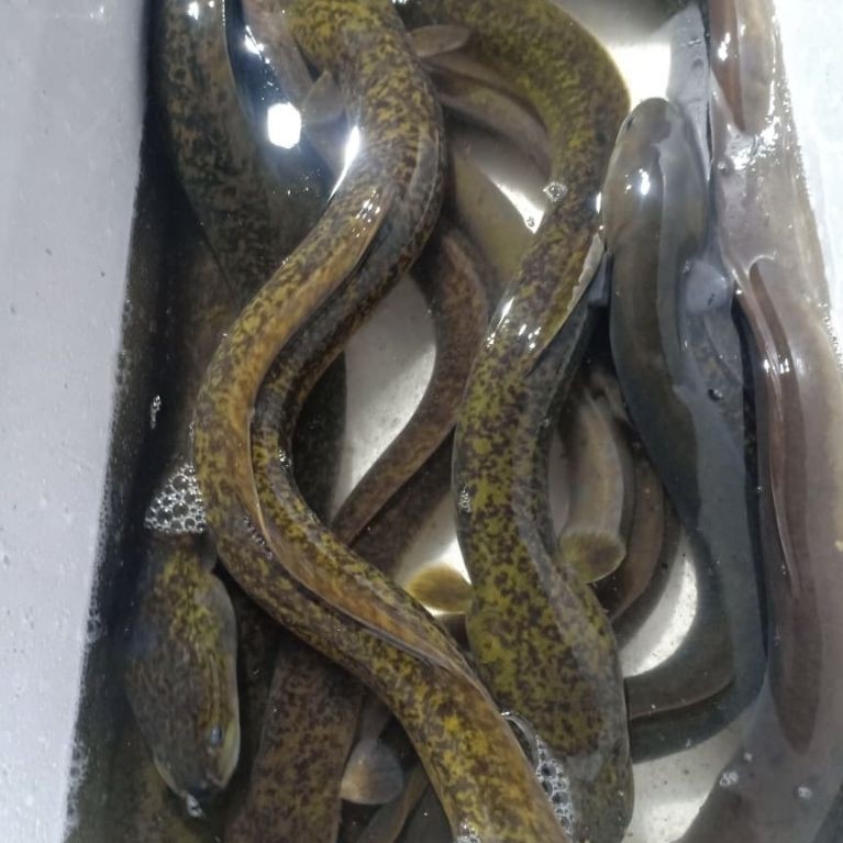 Neww Marmorata/Moa/sidat kembang/sidat macan ukuran 50-75gr/ekor
