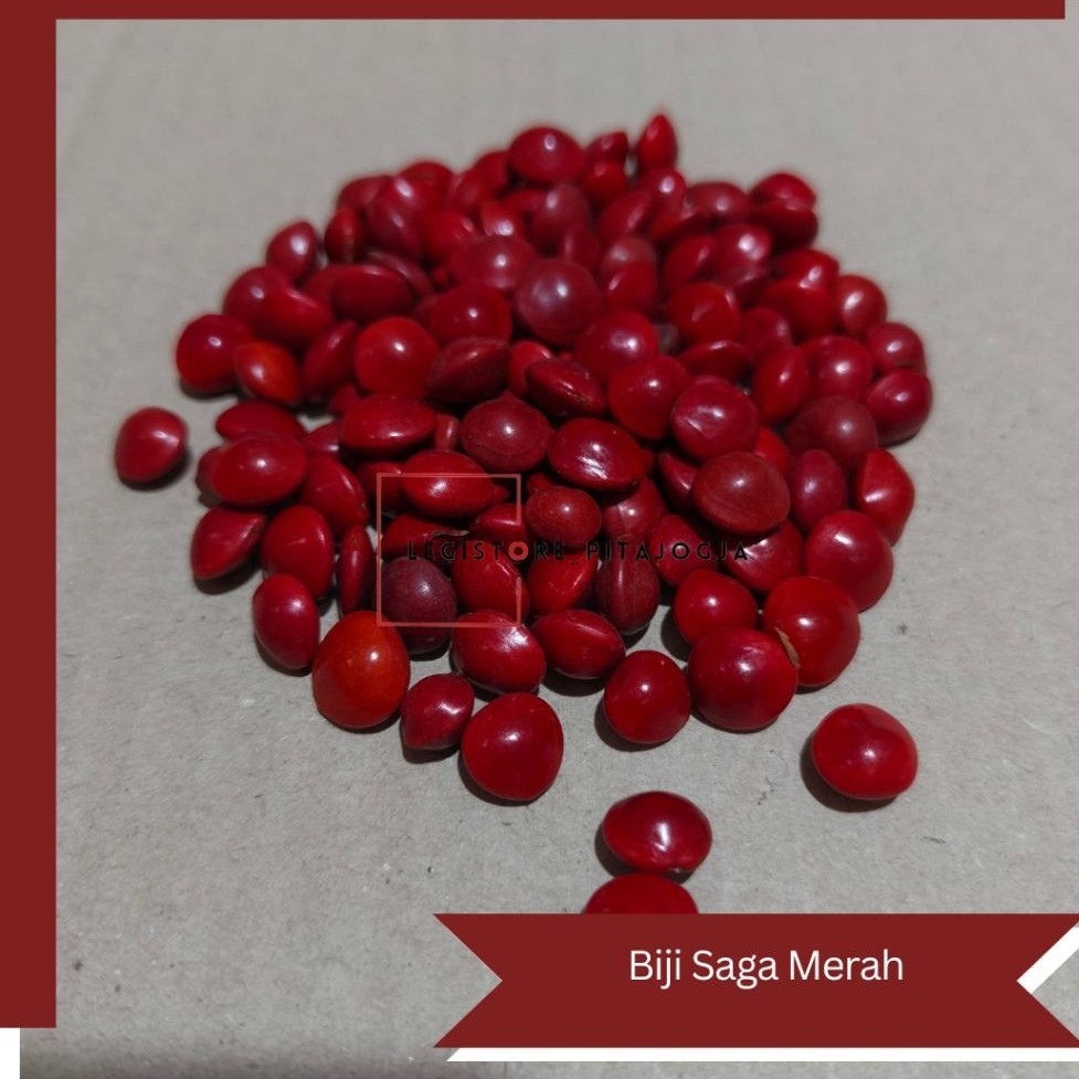 Biji Saga 100pcs | Saga Pohon | Biji Saga Kering / Biji Saga Merah