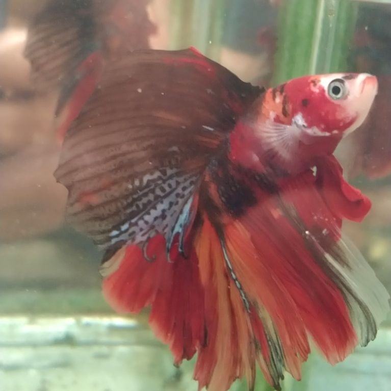 Ikan cupang hias aquarium HMDT multi size L+