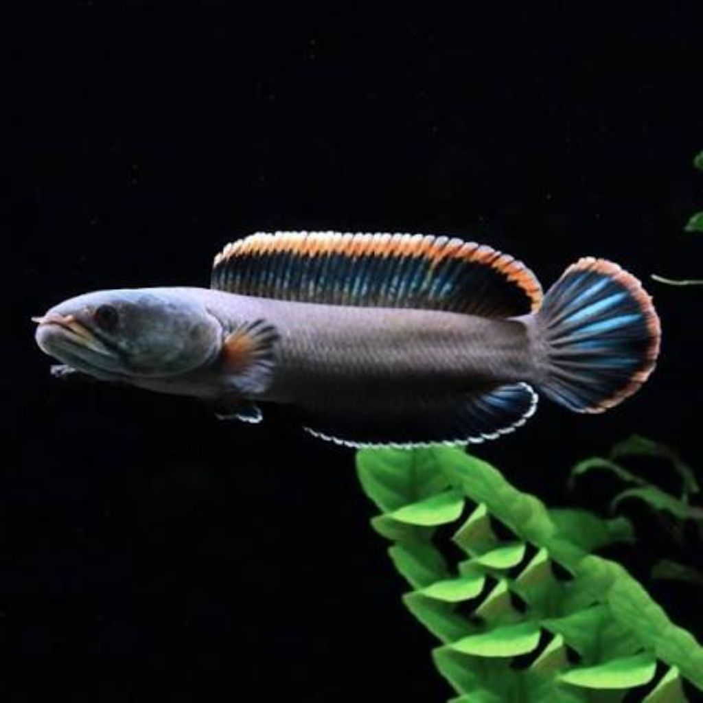 Channa Limbata WC ukuran 15cm - 20cm