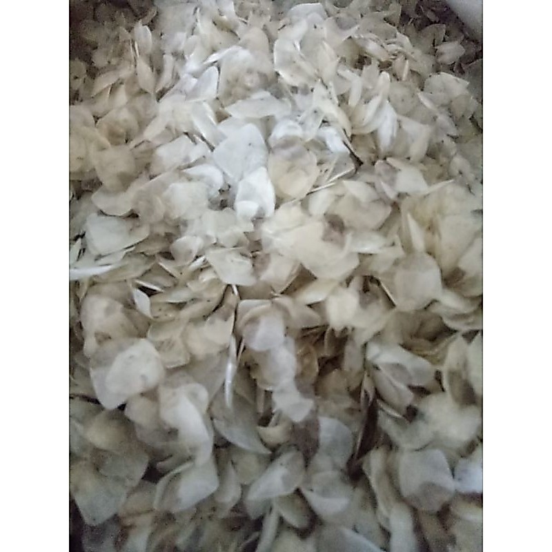 SISIK IKAN KAKAP KERING DAN BERSIH BERAT  1/2 KG SIZE BESAR2