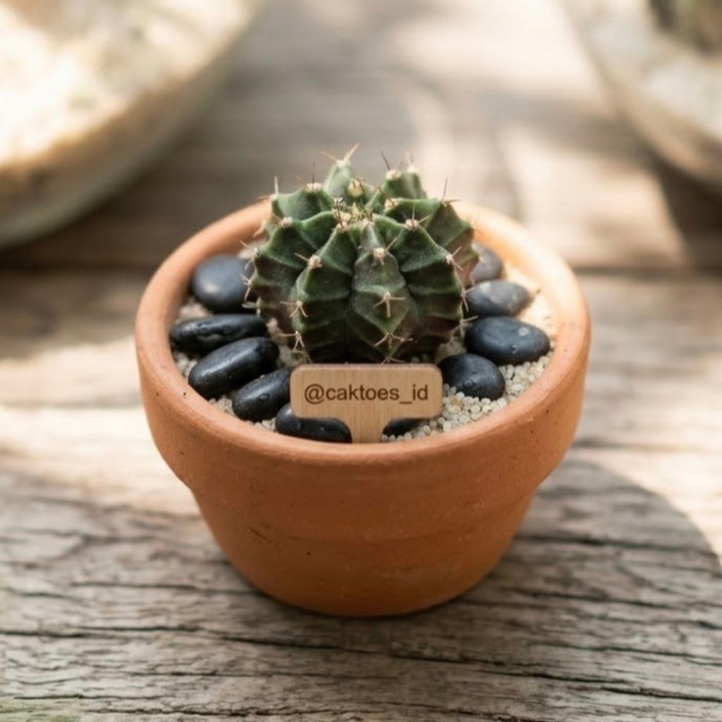 Paket Kaktus Cactus Ijoan Gymno Miha Lb Hybrid isi 6pcs murahh