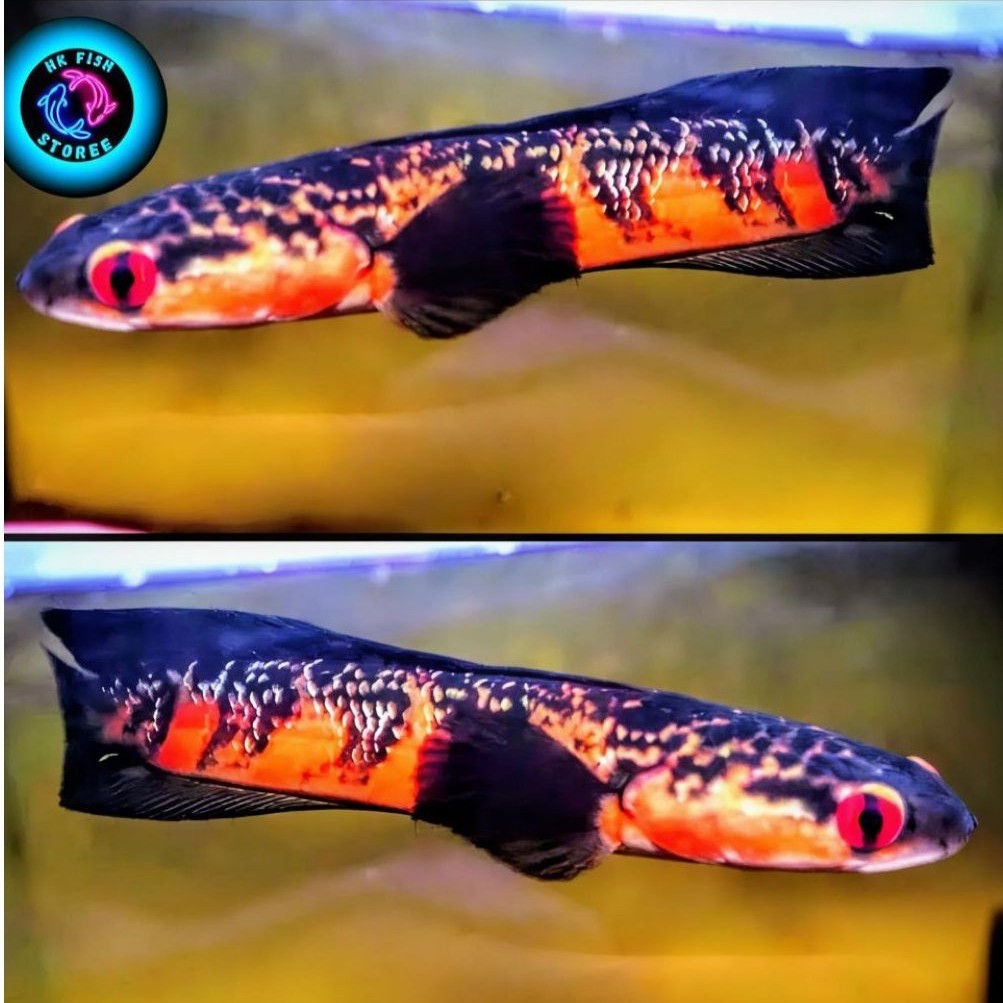 ( Bisa C O D ) Maru red Barito UK 10-12 Cm Quality