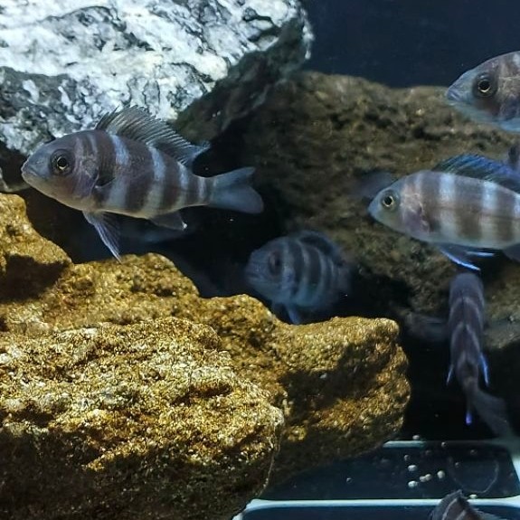 ikan cichlid frontosa burundi 4-5 cm paket 3 ekor