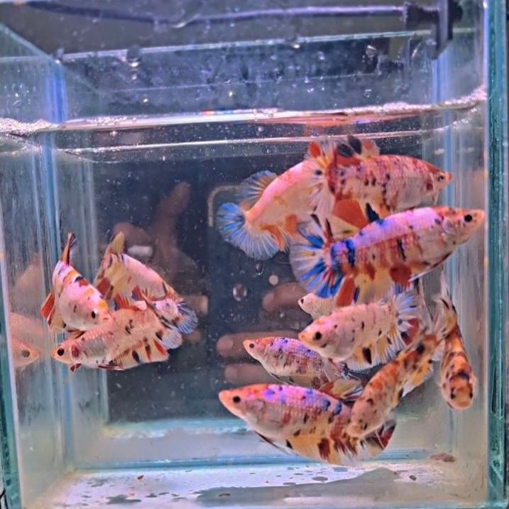 Ikan Cupang Giant Betina Multicolor - Hiasan Aquarium Elegan