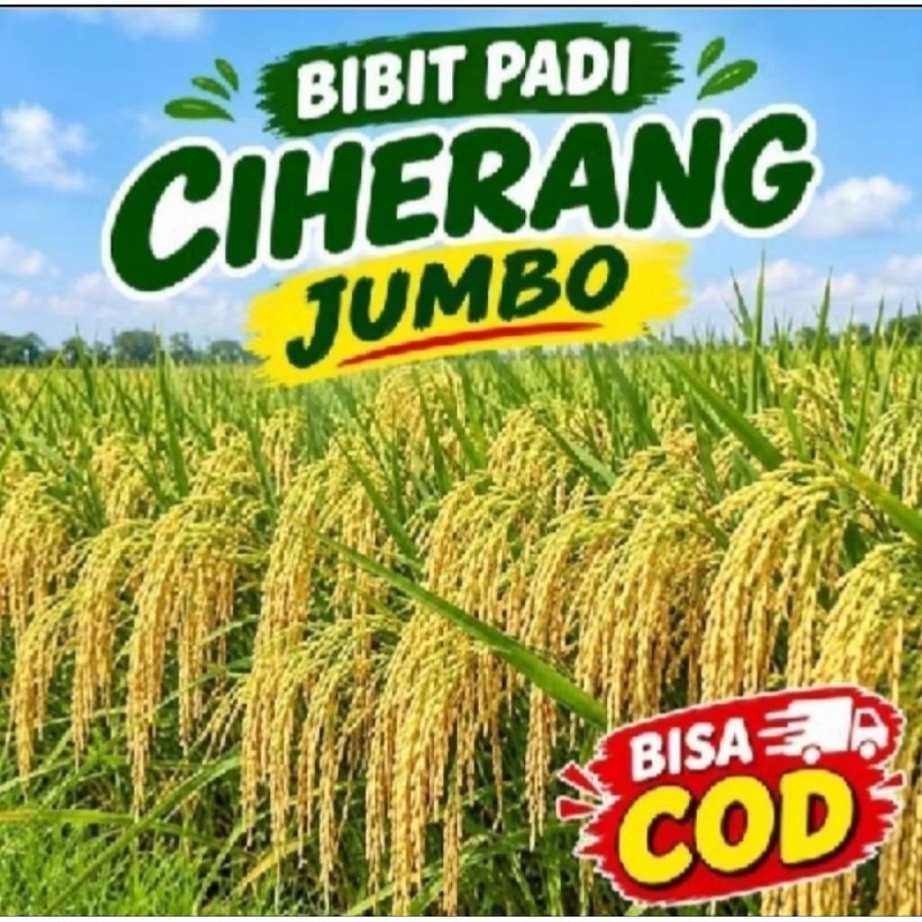 BENIH PADI CIHERANG JUMBO 5KG