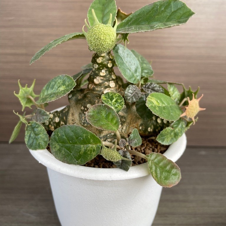 Dorstenia Foetida variegata