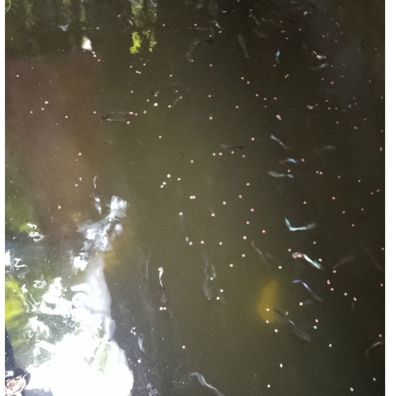 penghias aquarium,Guppy cendolan