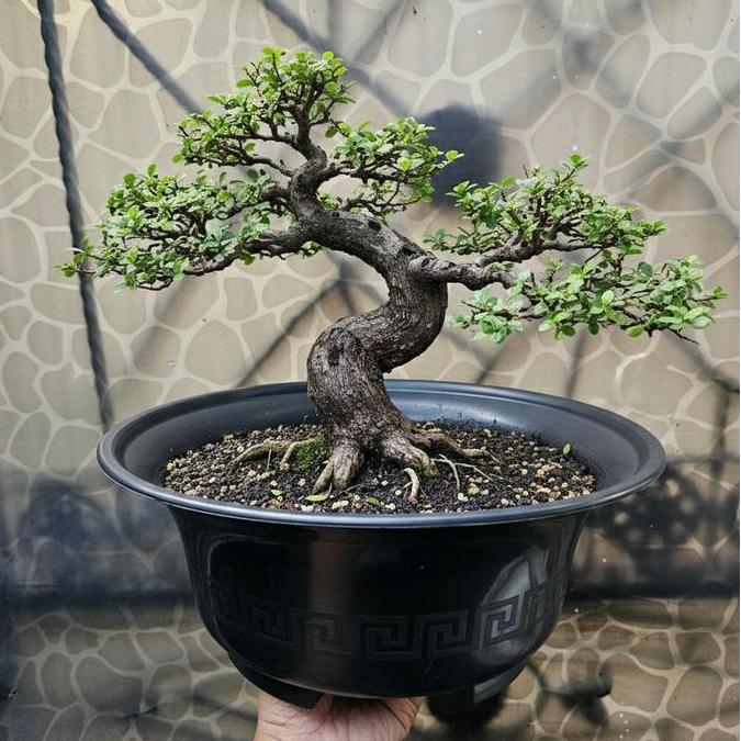 Pot Bulat Bonsai 40 GBL Pot plastik bonsai
