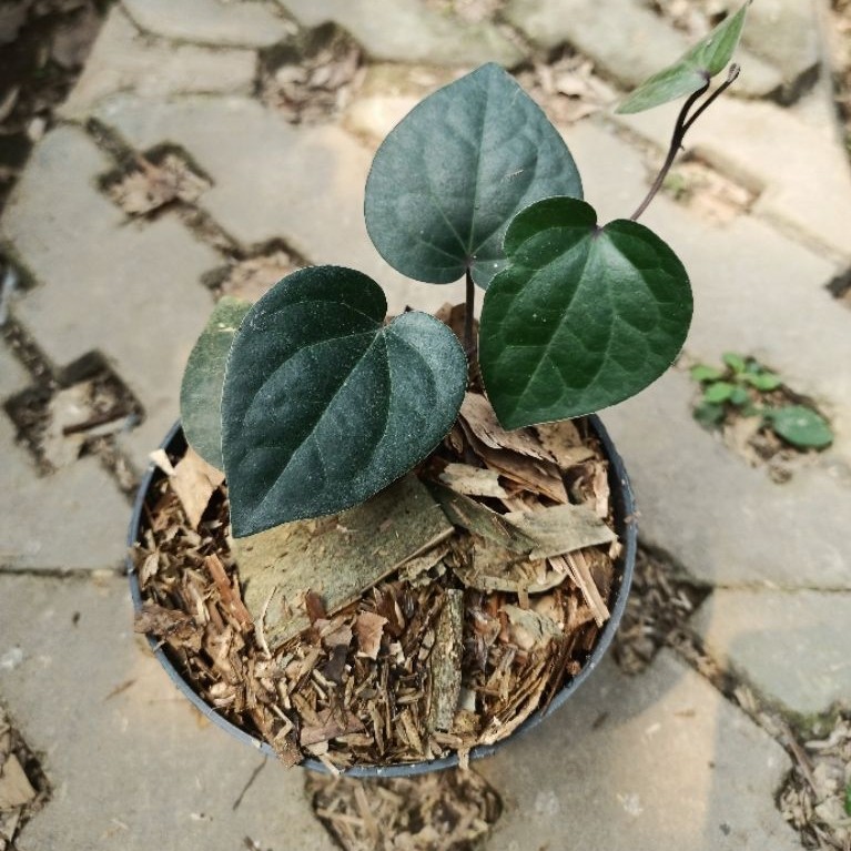 Bibit Daun Sirih Hitam - Sirih Hitam Langka Asli Original - Tanaman herbal siap kirim seluruh Jabode