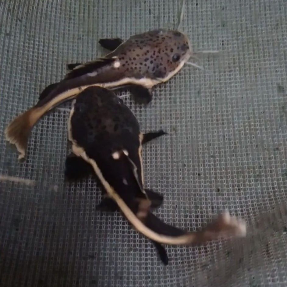 hiasan,aquarium, rtc fish