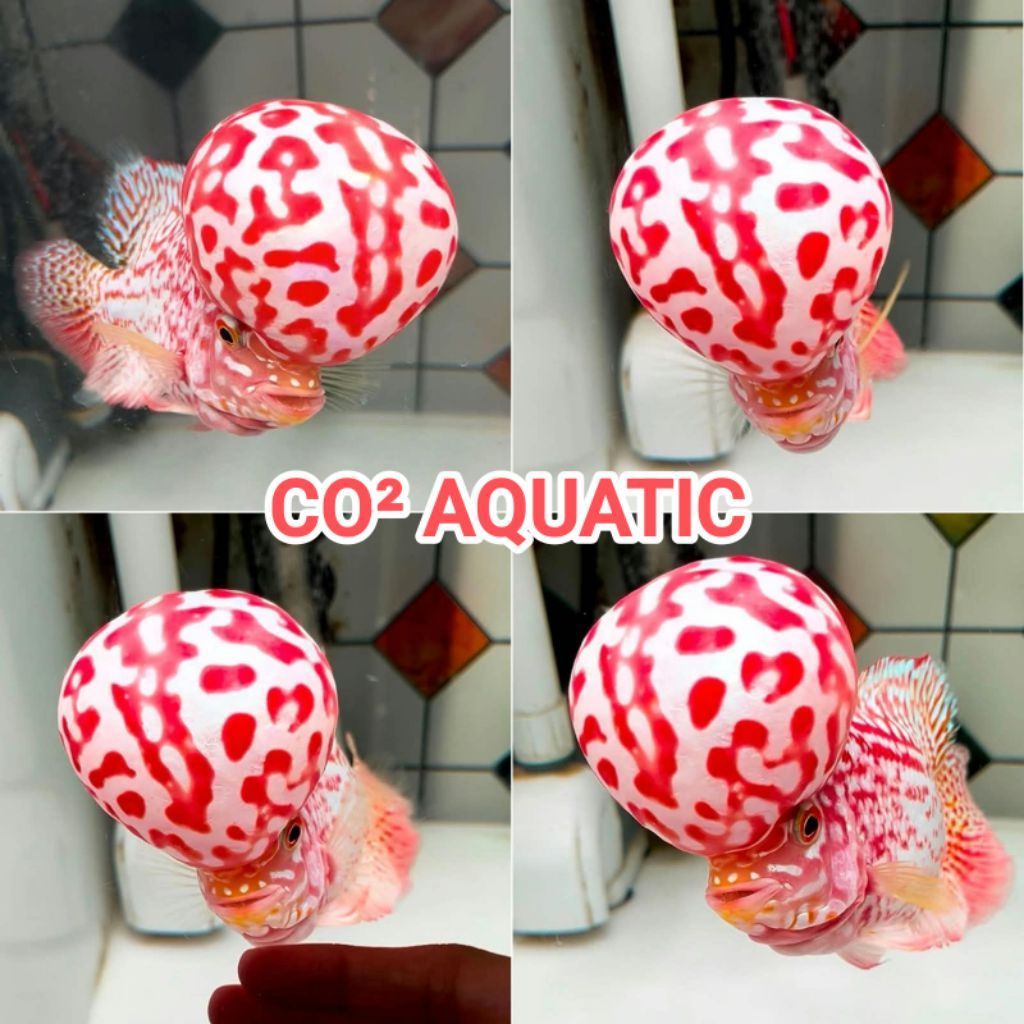 Burayak louhan kamfa f2 GB VIP 2-4cm by  kanchana thailand