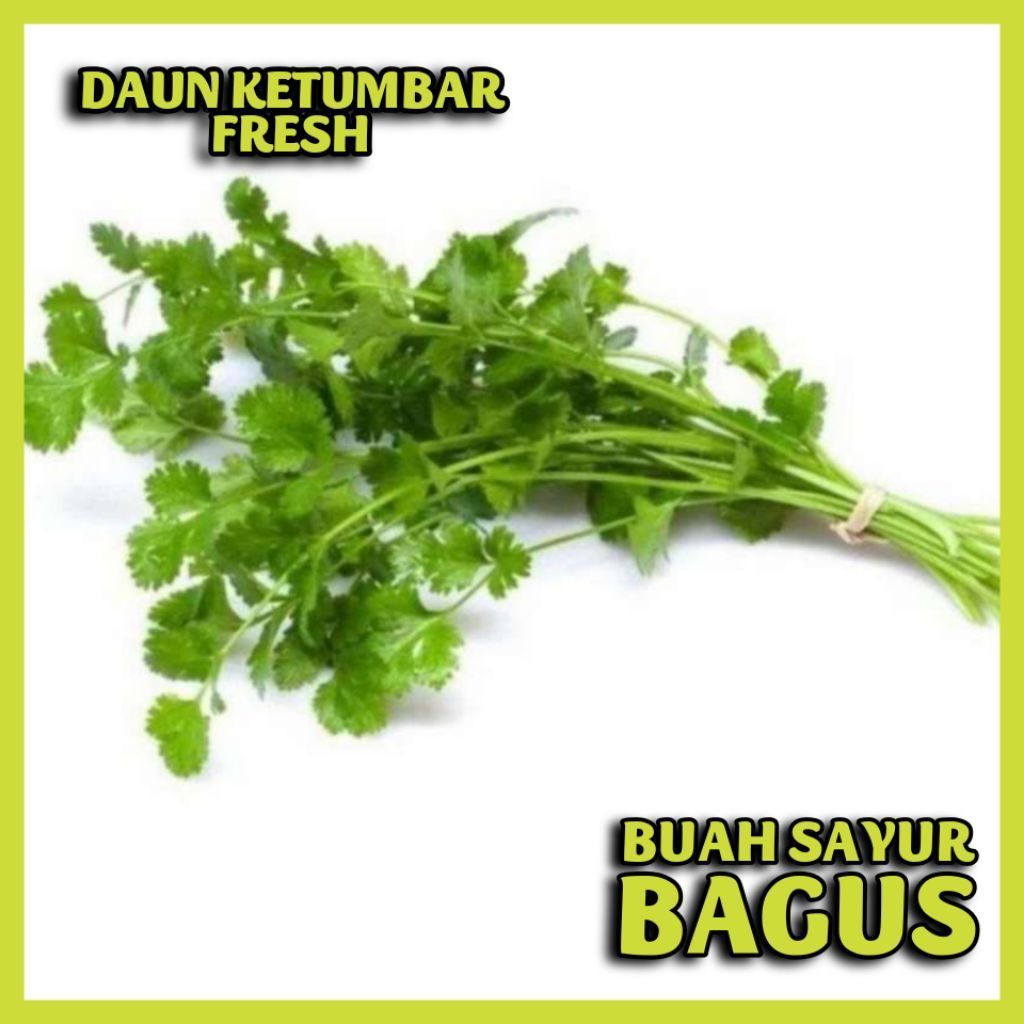DAUN KETUMBAR FRESH