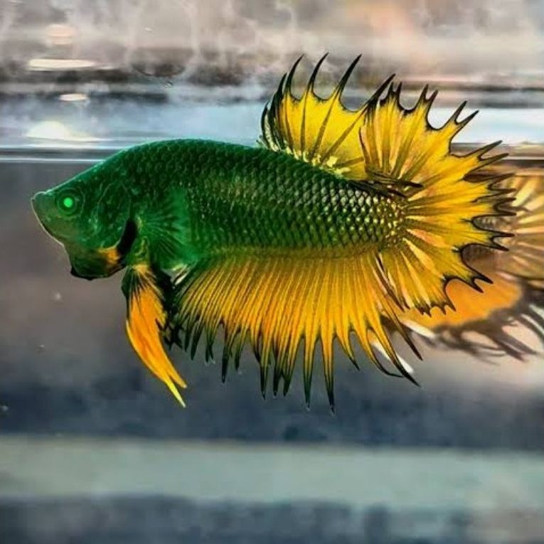 hiasan aquarium crowntail hulk ct hulk