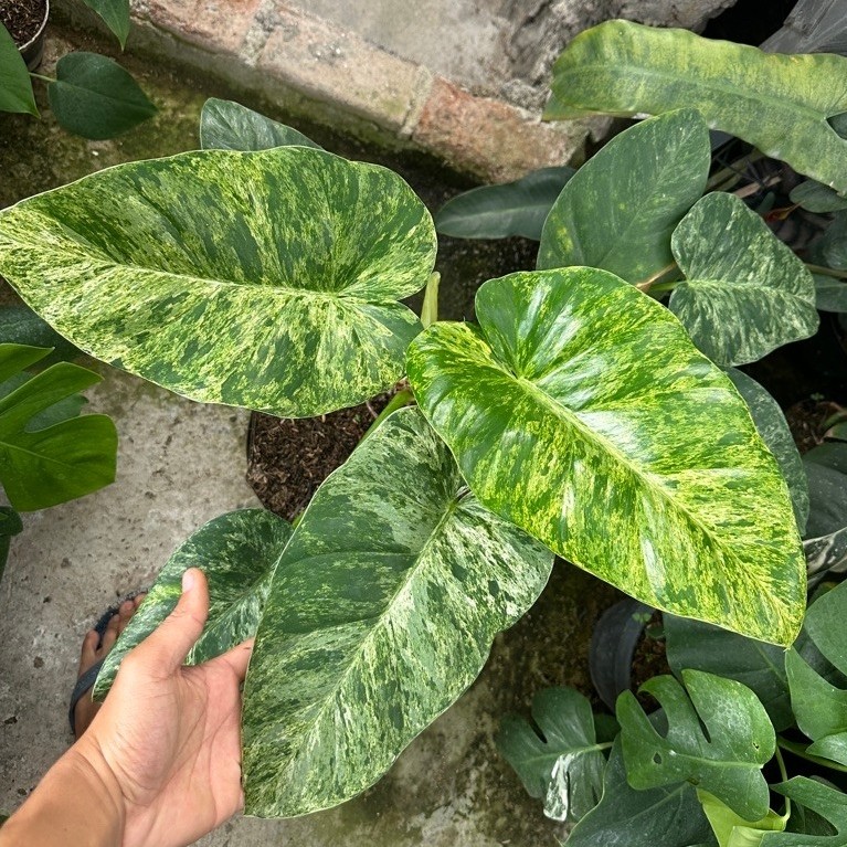 tanaman hias giganteum marble variegata / blizzard marble variegata