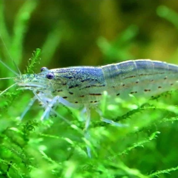 Amano Original Sulawesi/Hiasan Aquarium Udang Hias