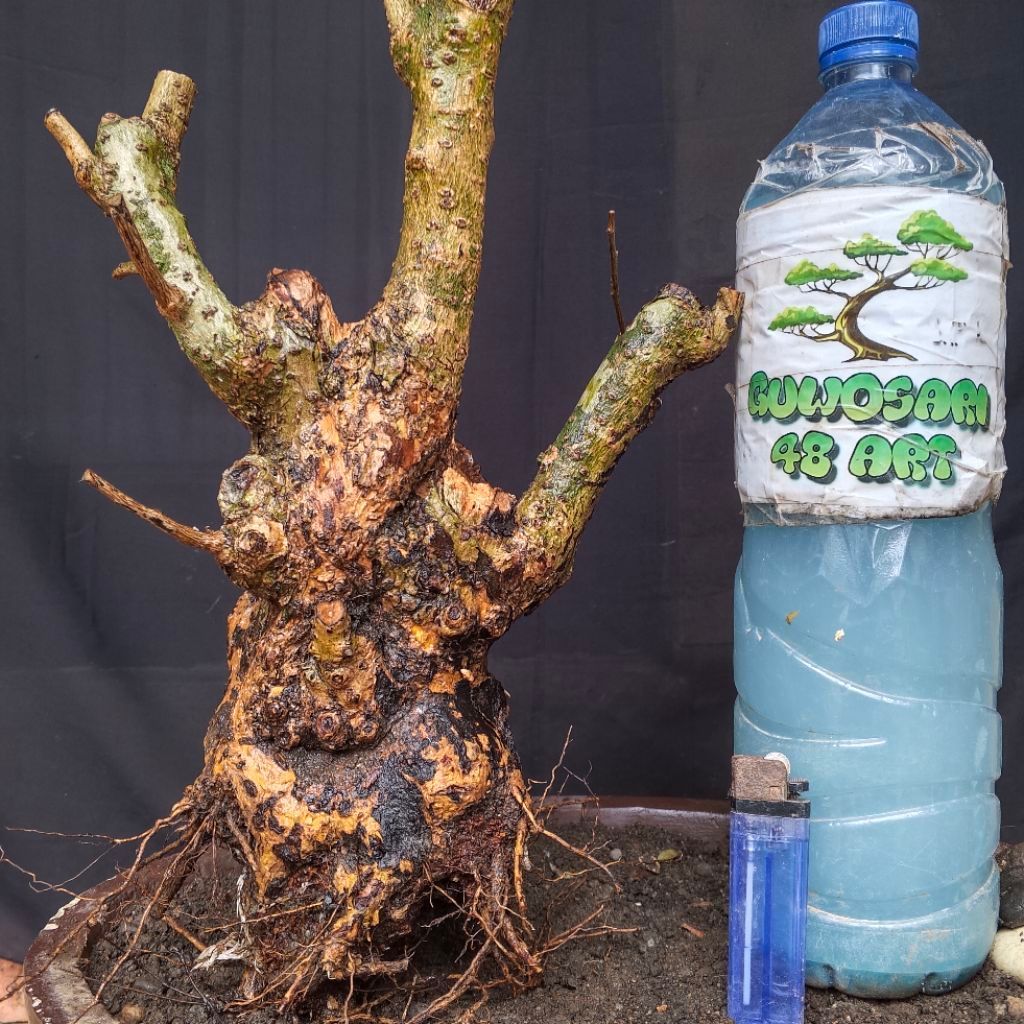 Bahan Bonsai Hokianti Import Bunga Formal Bogel Cabang Kanan Kiri Small Size Real Pict