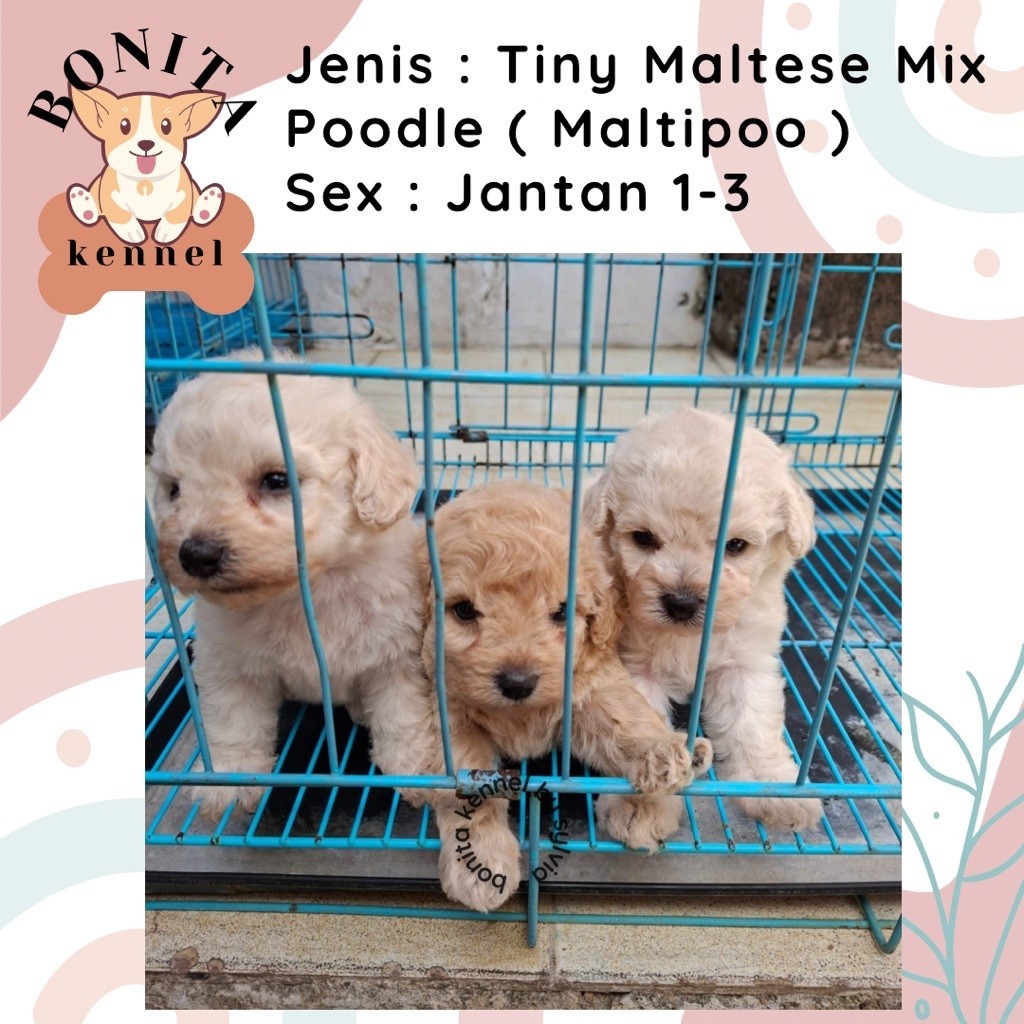 Maltipoo Poodle Mix Maltese Anak Anjing Maltipoo Jantan Betina