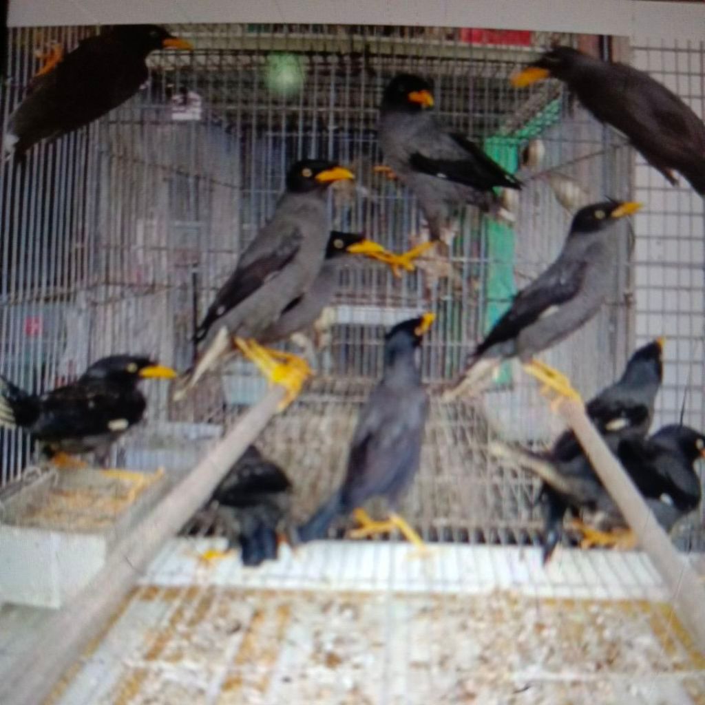 Jalak kebo makun