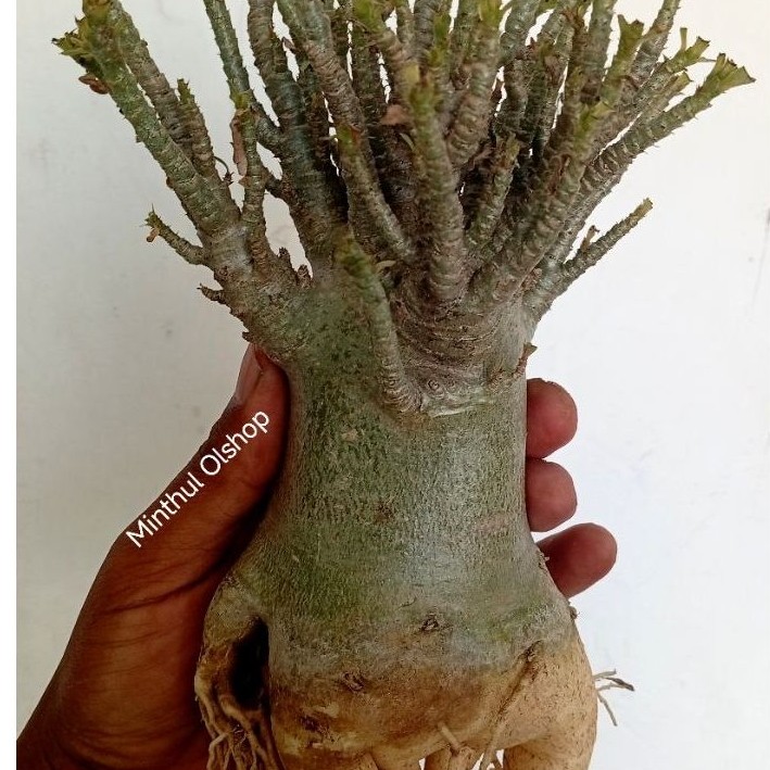 Adenium arabicum zombie island ori cabang brutal real pict