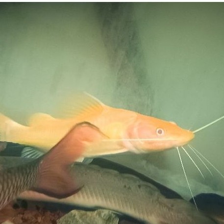 Baung Albino super Mulus