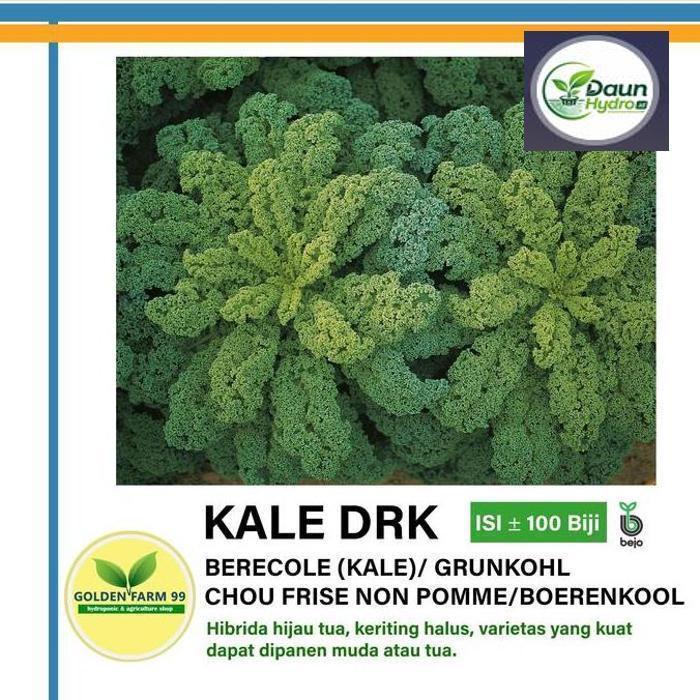Benih KALE Darkibor Bejo seed - Import