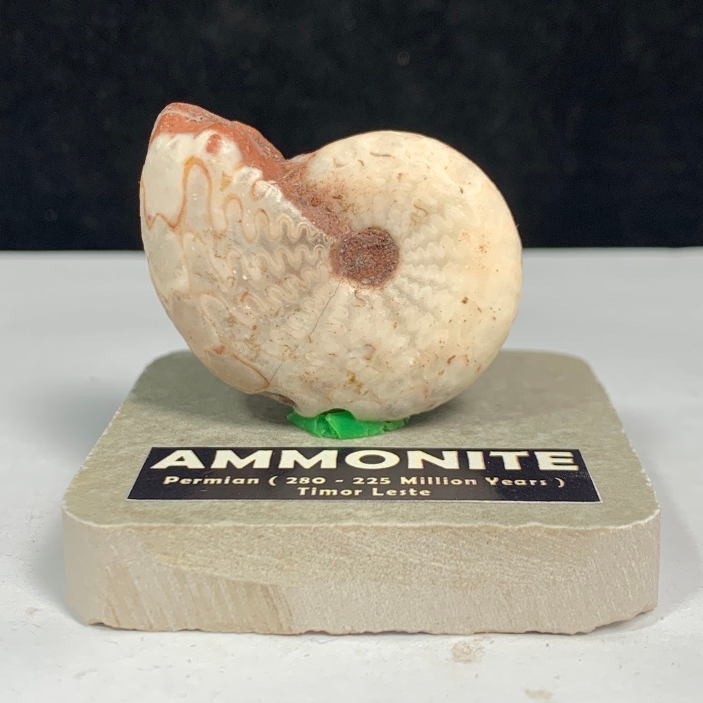 85Gr Fosil Ammonite - Natural Ammonite Full Suture