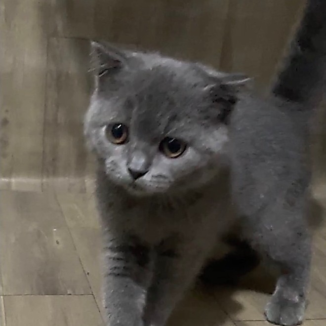 kucing British Shorthair Kitten BSH Kucing