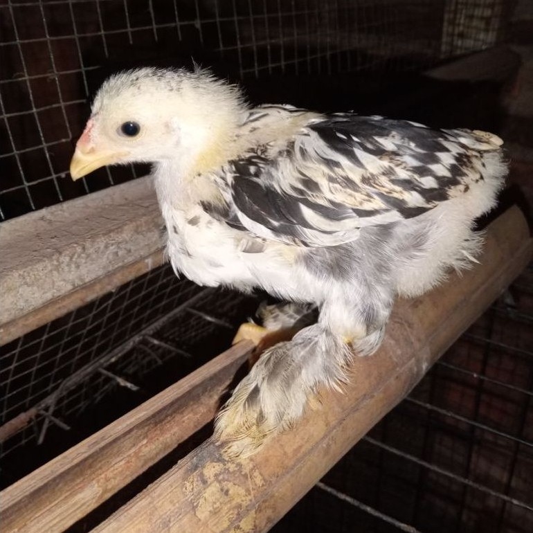 Anak Ayam Brahma